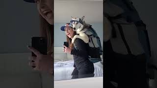 Animaux hilarants pour Halloween