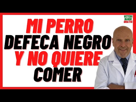 ⚫️ My Dog Defecates BLACK and Doesn't Want to Eat ⚫️ How to Cure Diarrhea With Black Blood in Dogs