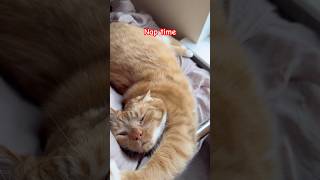 Download lagu She ready to nap #cat #tabby #catbreed #adoreble #cute # #kitty #lovelycat  #mycat mp3
