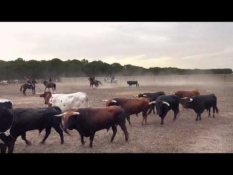 Apartado de los Toros Bravos y Encierro Tordesillas 2022