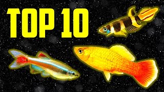 Top 10 Coldwater Fish That Don