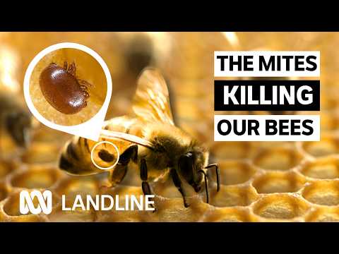 1000 Hives video