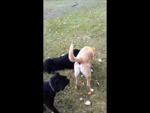 2dogs1stick.com - a battle of epic proportions