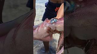 Download lagu Viral GIANT SQUID 🦑🦑🦑 #squid #cumi #cuttlefish mp3