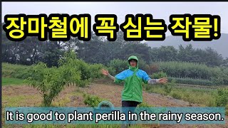 들깨는 장마철에 심어야 일거양득!It is good to plant perilla in the rainy s…