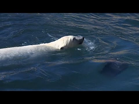 Video Thumbnail: Polar bear sisters Skadi and Kaja settle into Tallinn Zoo
