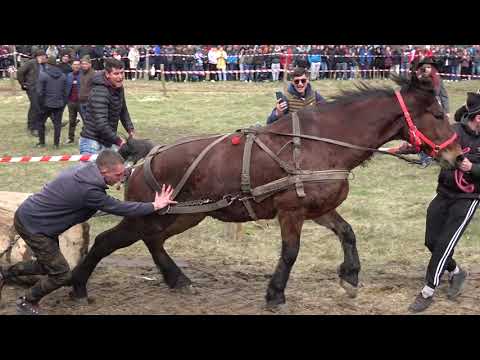 Concurs cu cai de tractiune   Varbilau, Prahova - Proba de simplu - 9 Aprilie 2023 Nou!!!