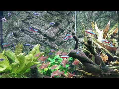 Neonky , Akvarijní rybyčky Neonky , Akvaristika , Tetra neonova