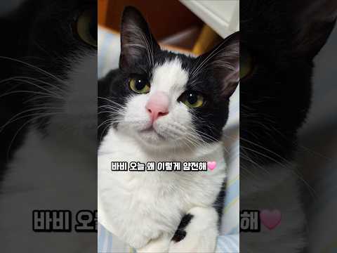 순한 얼굴에 속았다.. 결국 사고침