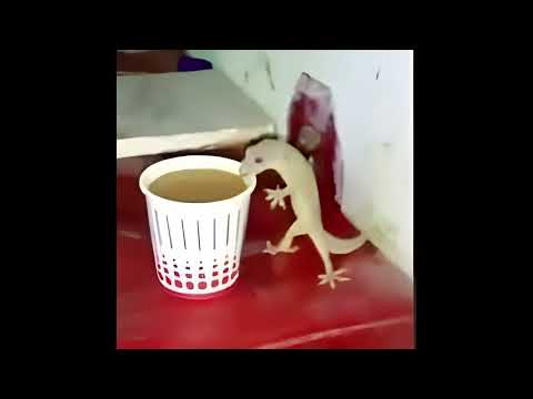 Free Trap Piano Beat (24bit)