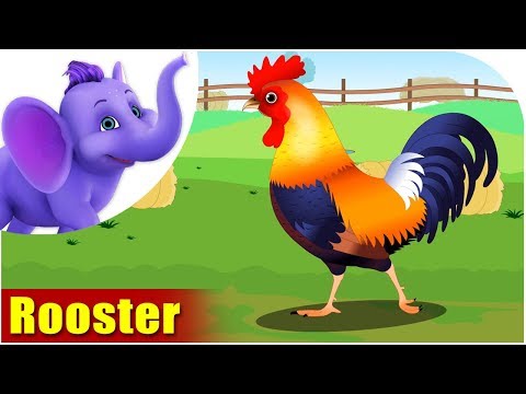 Rooster | Song on birds | 4K | Appu Series