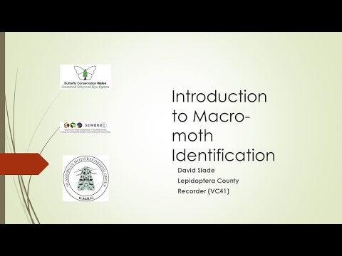 SEWBReC Online Course: Introduction to Macro Moths