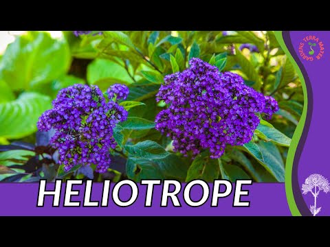 HELIOTROPE Information, Description and More! "CHERRY PIE PLANT" (Heliotropium arborescens)