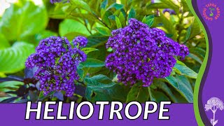HELIOTROPE Information, Description and More! "CHERRY PIE PLANT" (Heliotropium arborescens)