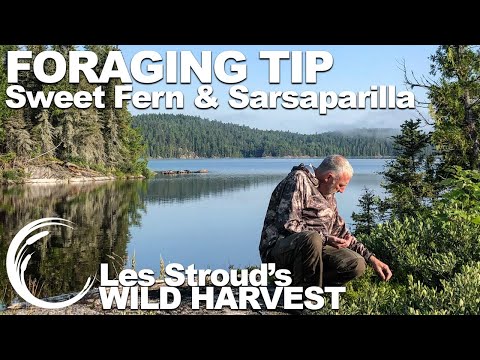 Wild Harvest Foraging Tip | Episode 20 | Sweet Fern & Sarsaparilla