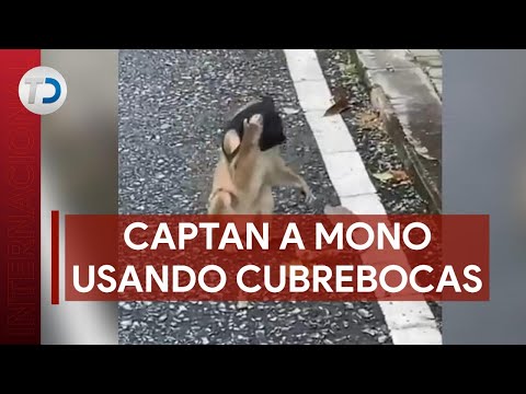 Monkey caught wearing a mask and "setting an example"