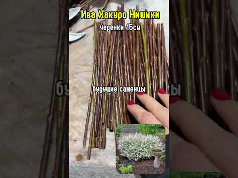 фото черенки ива хакура нишики. доставка 0