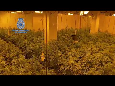 Intervenidos 48 kilos de cogollos de marihuana y 514 plantas de cannabis sativa en Benalmádena