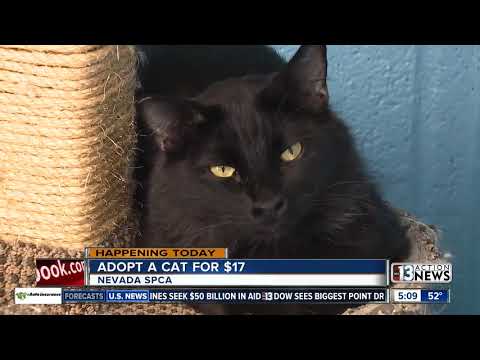 St. Catty's Day: Adopt a cat for $17 from SPCA on Tuesday