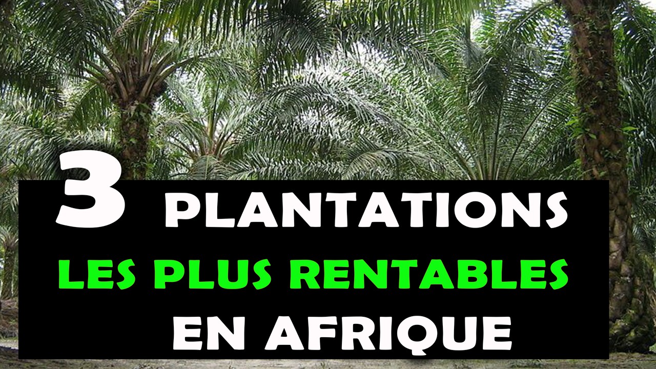 Les 03 types de plantations agricoles long-terme les plus rentables à cultiver en Afrique