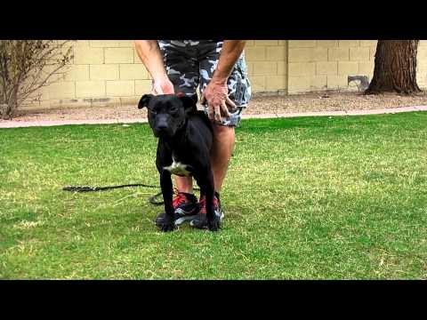 CARDENAS ELI FEMALE T-MACK'S DIRTY GIRL