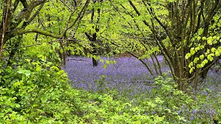 Calling All Alchemists! – Woodland Chronicles Week 20