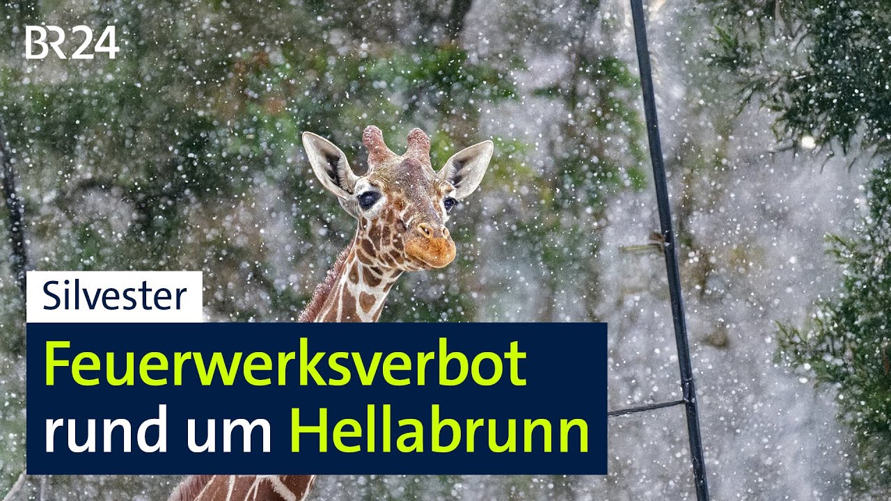 Silvester: Feuerwerksverbot rund um Hellabrunn | BR24