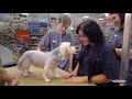 PetSmart Grooming Academy - Behind The Scenes