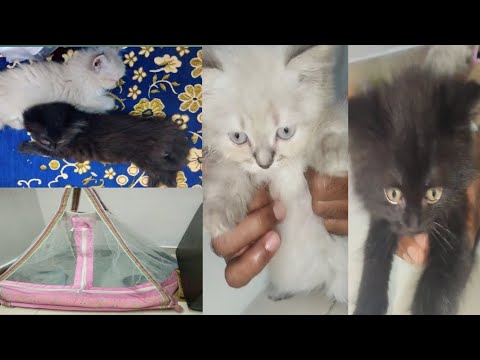 Amreen ki choti si duniy mya new members #cats @AmreenVlogs9