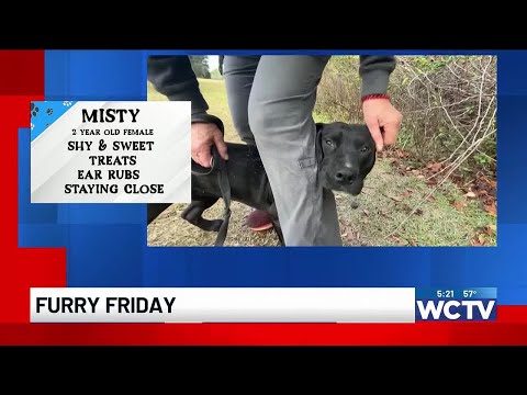 Furry Friday: Meet Misty! - YouTube
