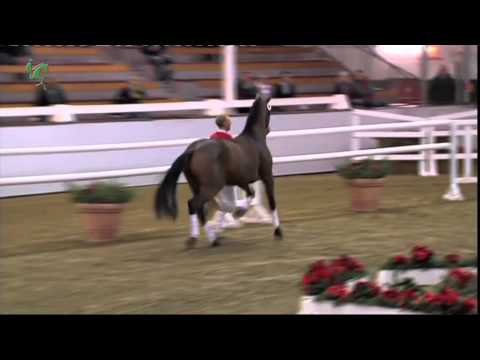 RSZ-Hengst Like a Diamond NRW von Laureus x Lord Sinclair I