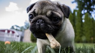 How Long Do Pugs Live🐾🐾🐾