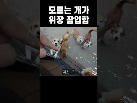웰시코기 사이로 위장 잠입한 시바견