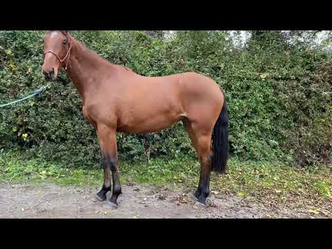 Horse filly 3yr old - Image 2