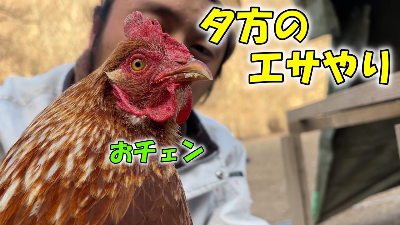 最年長コケコのエサやり風景！ozawa♀イチオシのおチェン登場！