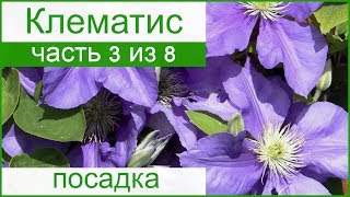 Клематисы посадка и уход в открытом грунте для новичков