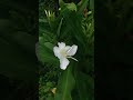 Parapancha Neene Kannada Melody Song