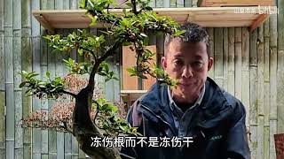 盆景冻伤伤有多深，为何等到春季枯萎才被发现 (1)