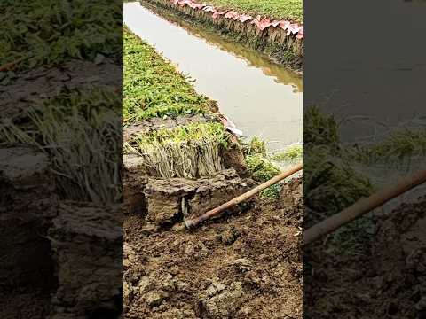 #shorts #agriculture #farming2024 #satisfying #machine #shot #tools  #EliteShortsUnleashed #5764