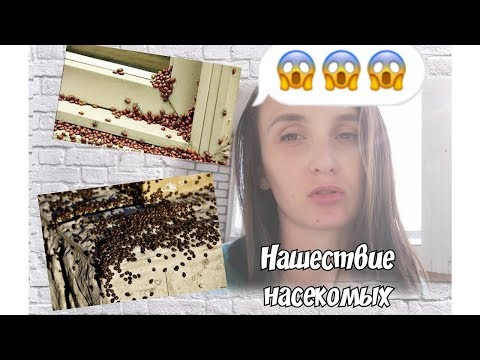 Что делать если нас атакуют насекомые? Божьи коровки