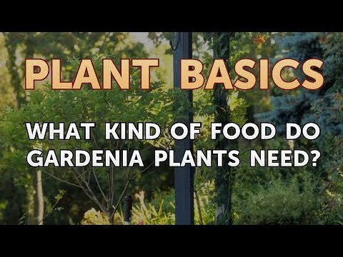 How to Get More Canna Lily Blooms