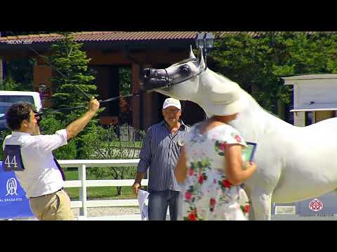 N.44 MS DELAILA OX - Milan 2020 Arabian Horse Show - Mares 7 to 9 Years Old (Class 8)