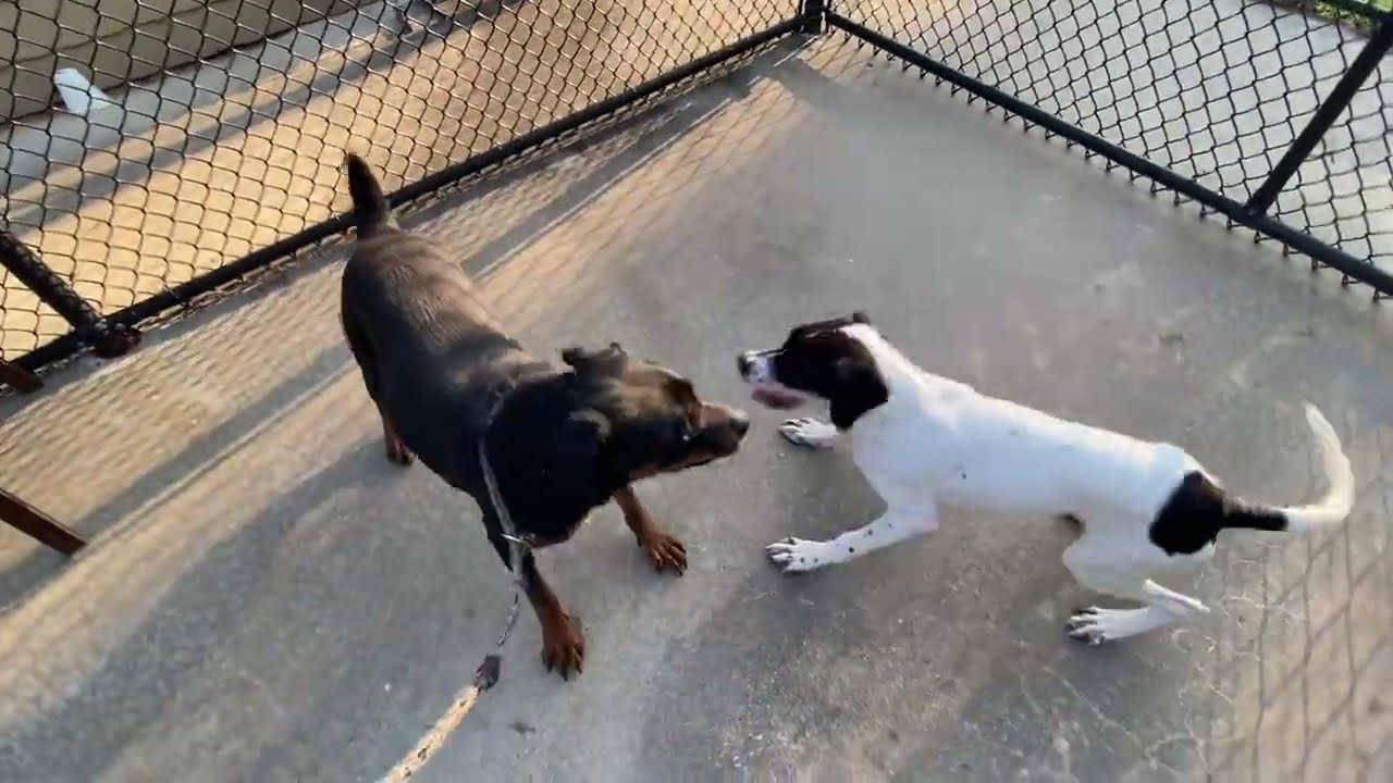 Sugar, a ADOPTABLE mixed breed in Monroe, GA video 3/3