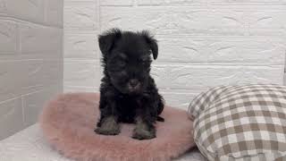 ミニチュアシュナウザーの動画01