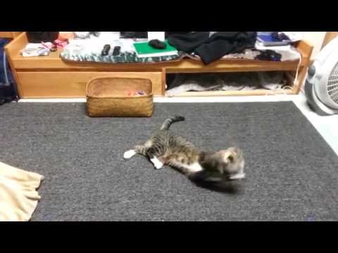 How to tire out your cat - YouTube