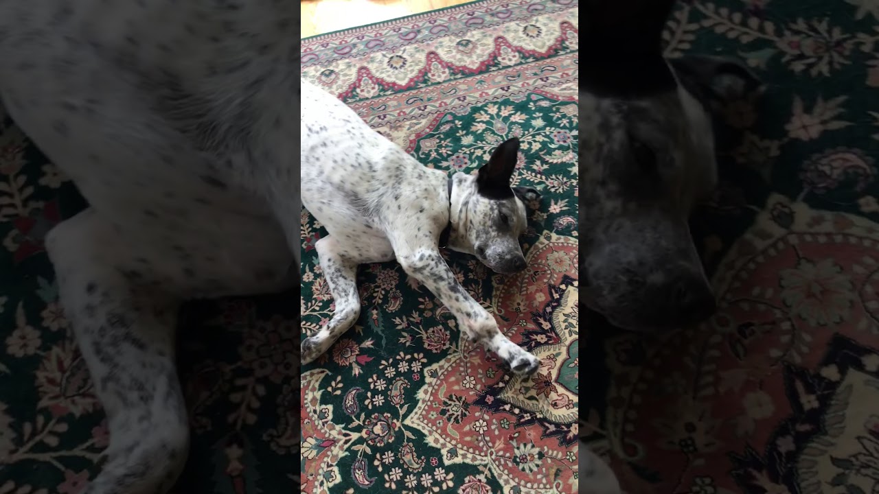 Enlarge Jack, a Adoptable mixed breed in Austin, TX video 6/6