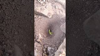 Download lagu Go back and eat grasshoppers! mp3 Download lagu Go back and eat grasshoppers! mp3