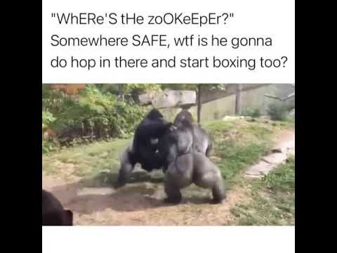 Two Gorillas Fighting 🤯 | Who's asking for the Zookeeper? 🤣 #shorts #animals #2021