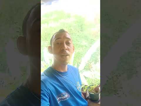 Previsão do tempo: Paraíba do sul + Rio de Janeiro: