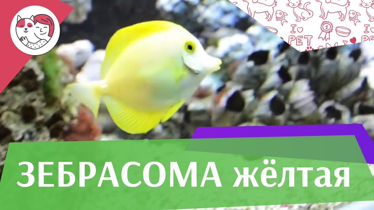 5 особенностей ухода за золотистым ретривером